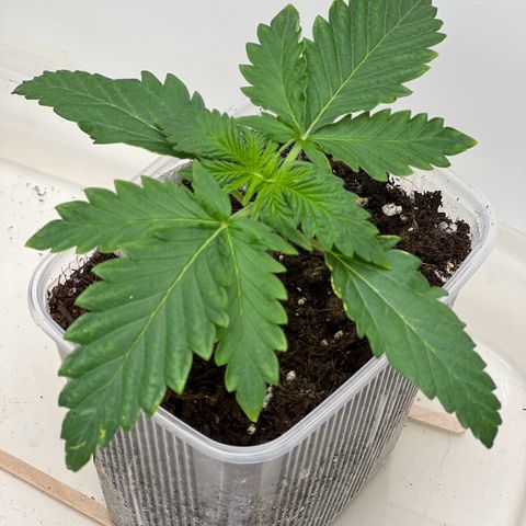 Erster Grow Unbekannte Sorte🤭 growlog photo: 12. Tag in der Growbox 