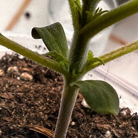 Erster Grow Unbekannte Sorte🤭 growlog photo: 12. Tag in der Growbox 