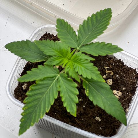 Erster Grow Unbekannte Sorte🤭 growlog photo: 12. Tag in der Growbox 