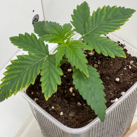 Erster Grow Unbekannte Sorte🤭 growlog photo: 12. Tag in der Growbox 