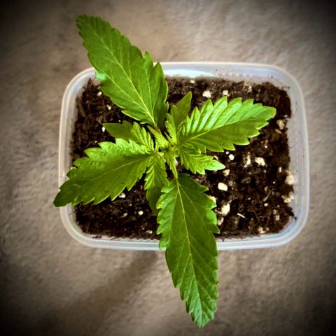 Erster Grow Unbekannte Sorte🤭 growlog timeline photo