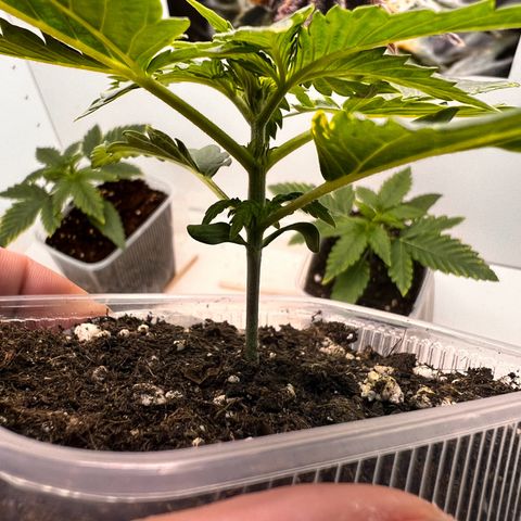 Erster Grow Unbekannte Sorte🤭 growlog photo: 13.Tag in der Growbox