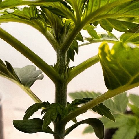 Erster Grow Unbekannte Sorte🤭 growlog photo: 13.Tag in der Growbox