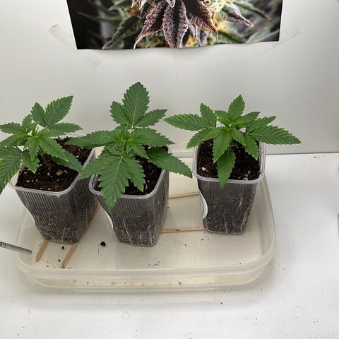 Erster Grow Unbekannte Sorte🤭 growlog photo: 13.Tag in der Growbox