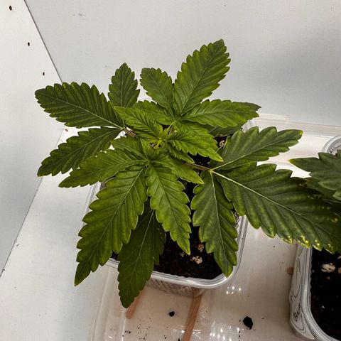 Erster Grow Unbekannte Sorte🤭 growlog photo: 14.Tag in der Growbox