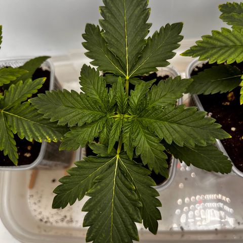 Erster Grow Unbekannte Sorte🤭 growlog photo: 14.Tag in der Growbox