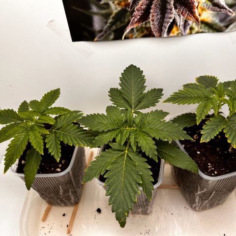 Erster Grow Unbekannte Sorte🤭 growlog photo: 14.Tag in der Growbox