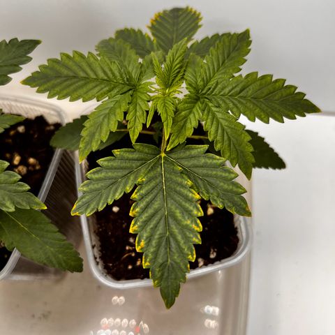 Erster Grow Unbekannte Sorte🤭 growlog photo: 14.Tag in der Growbox