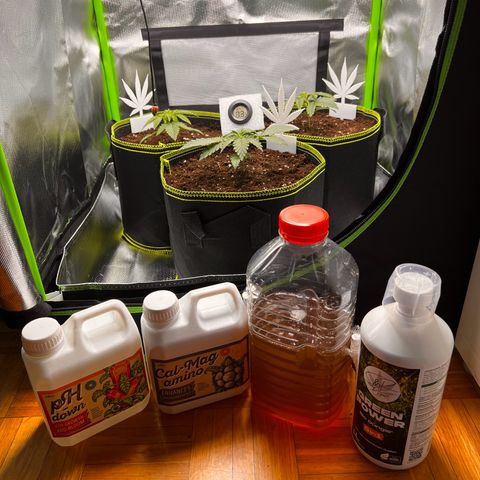 Erster Grow Unbekannte Sorte🤭 growlog photo: 15.Tag Umtopfen und Umzug ins Zelt