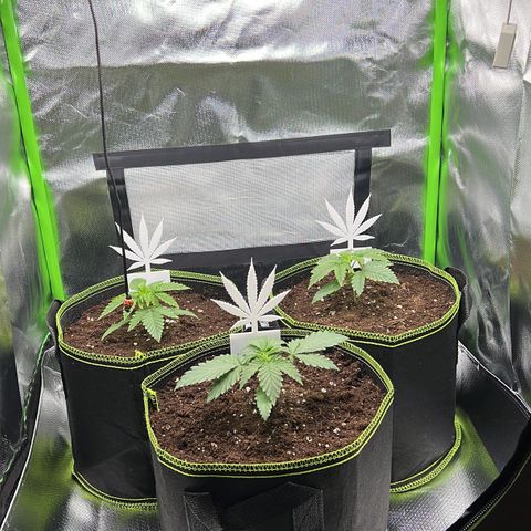 Erster Grow Unbekannte Sorte🤭 growlog photo: 15.Tag Umtopfen und Umzug ins Zelt