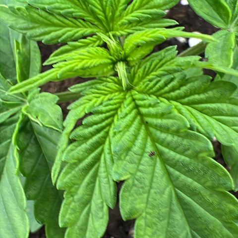 Erster Grow Unbekannte Sorte🤭 growlog timeline photo
