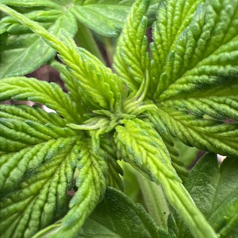 Erster Grow Unbekannte Sorte🤭 growlog timeline photo