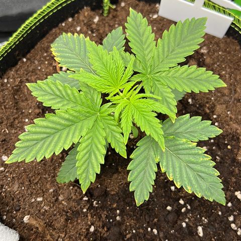 Erster Grow Unbekannte Sorte🤭 growlog timeline photo