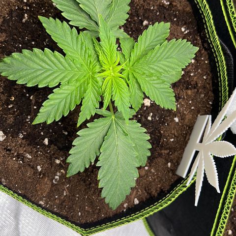 Erster Grow Unbekannte Sorte🤭 growlog timeline photo