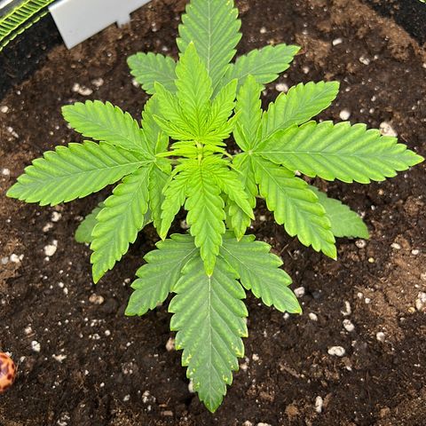 Erster Grow Unbekannte Sorte🤭 growlog timeline photo