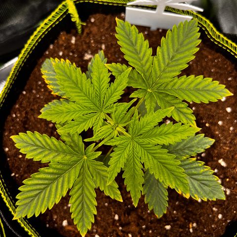 Erster Grow Unbekannte Sorte🤭 growlog timeline photo