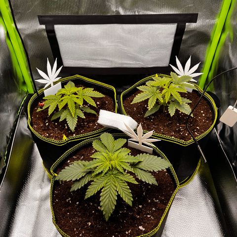 Erster Grow Unbekannte Sorte🤭 growlog timeline photo
