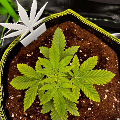Erster Grow Unbekannte Sorte🤭 growlog timeline photo