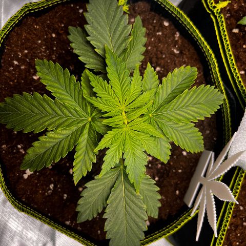 Erster Grow Unbekannte Sorte🤭 growlog timeline photo