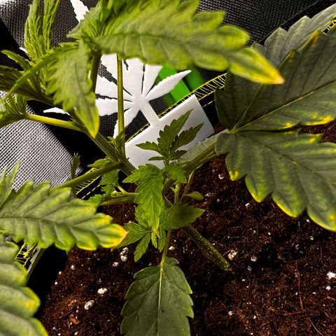 Erster Grow Unbekannte Sorte🤭 growlog timeline photo