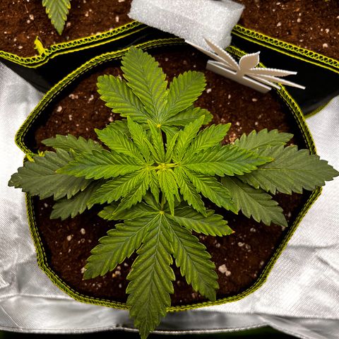 Erster Grow Unbekannte Sorte🤭 growlog timeline photo