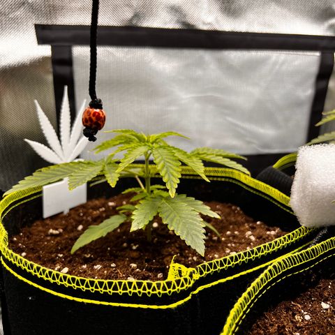 Erster Grow Unbekannte Sorte🤭 growlog timeline photo