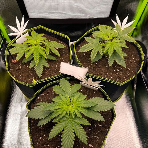 Erster Grow Unbekannte Sorte🤭 growlog timeline photo