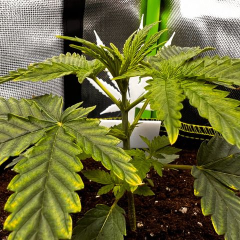 Erster Grow Unbekannte Sorte🤭 growlog timeline photo
