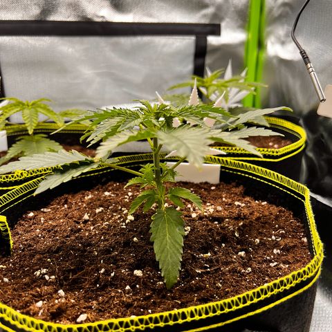 Erster Grow Unbekannte Sorte🤭 growlog timeline photo
