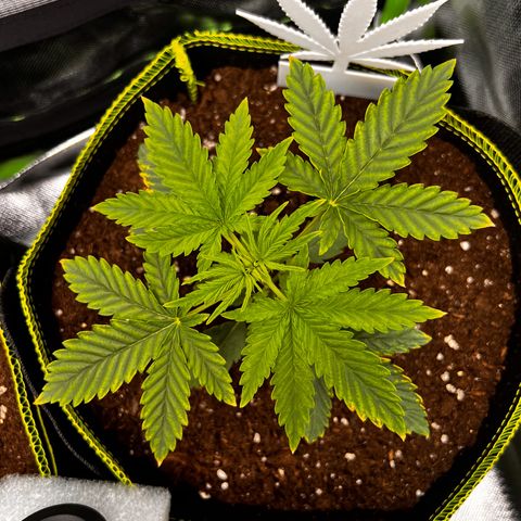 Erster Grow Unbekannte Sorte🤭 growlog timeline photo