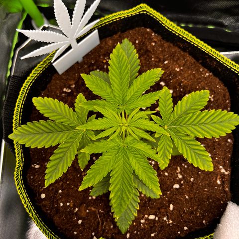 Erster Grow Unbekannte Sorte🤭 growlog timeline photo