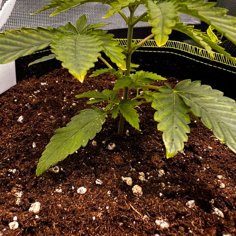 Erster Grow Unbekannte Sorte🤭 growlog timeline photo