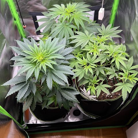 Erster Grow Unbekannte Sorte🤭 growlog photo: Heute das Licht auf 12 Std umgestellt 