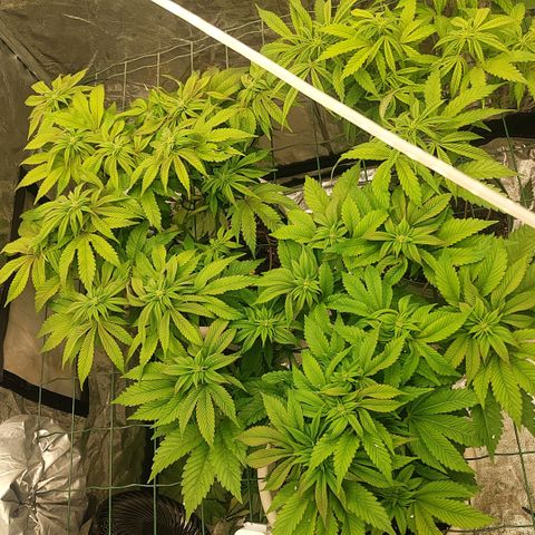 Moby Dick growlog timeline photo