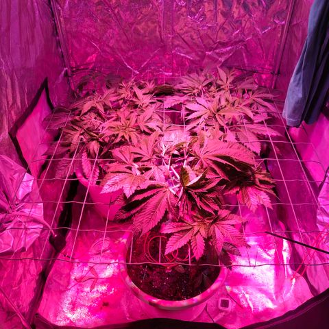Moby Dick growlog timeline photo