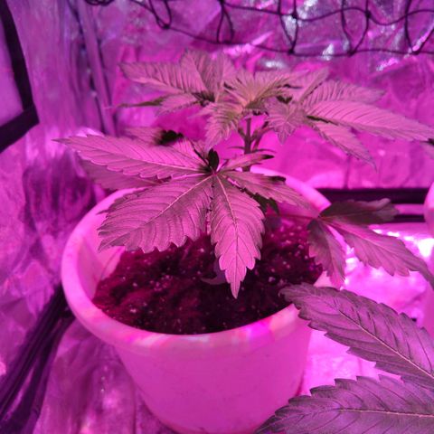 Moby Dick growlog timeline photo