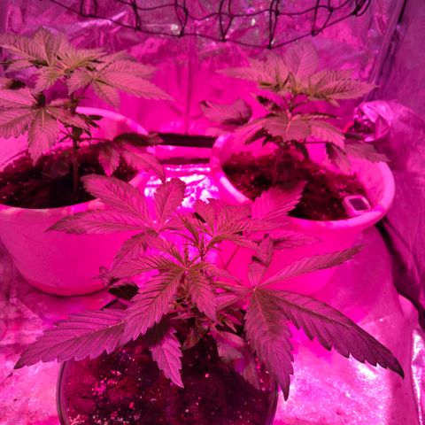 Moby Dick growlog timeline photo