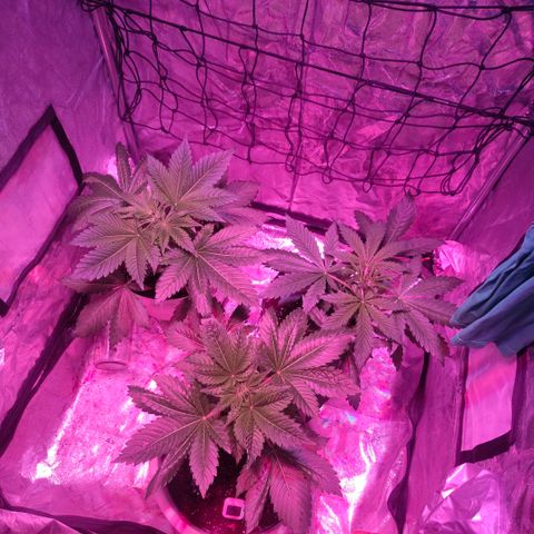 Moby Dick growlog timeline photo