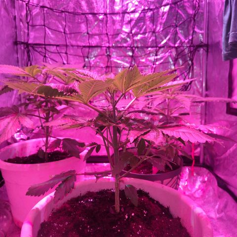 Moby Dick growlog timeline photo