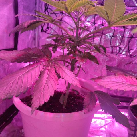 Moby Dick growlog timeline photo