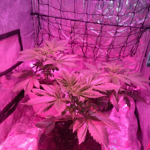 Moby Dick growlog timeline photo