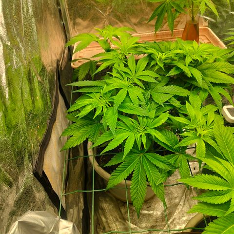 Moby Dick growlog timeline photo