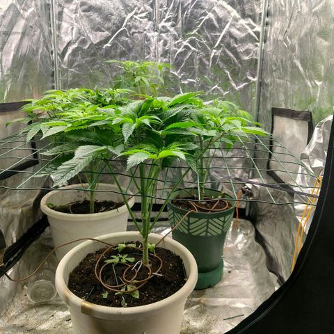Moby Dick growlog timeline photo
