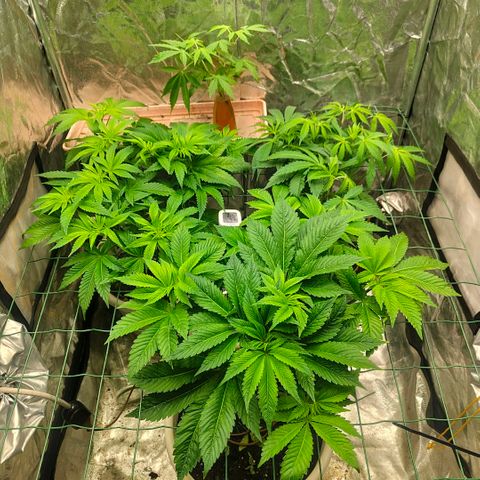 Moby Dick growlog timeline photo