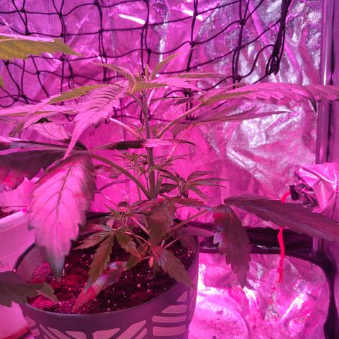 Moby Dick growlog timeline photo