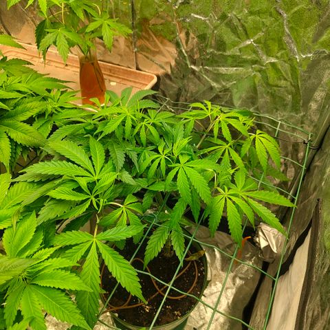 Moby Dick growlog timeline photo