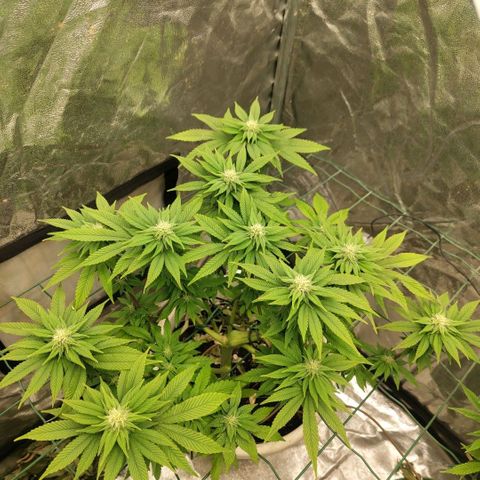 Moby Dick growlog timeline photo