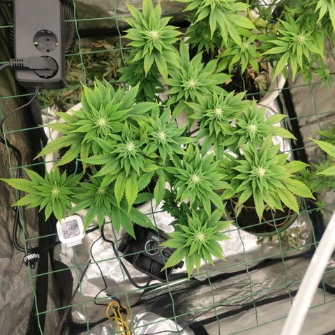 Moby Dick growlog timeline photo