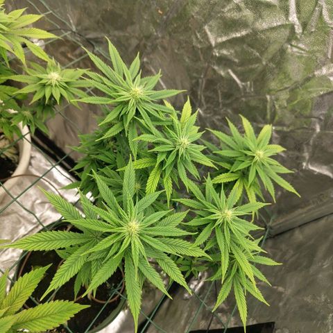 Cookies growlog timeline photo