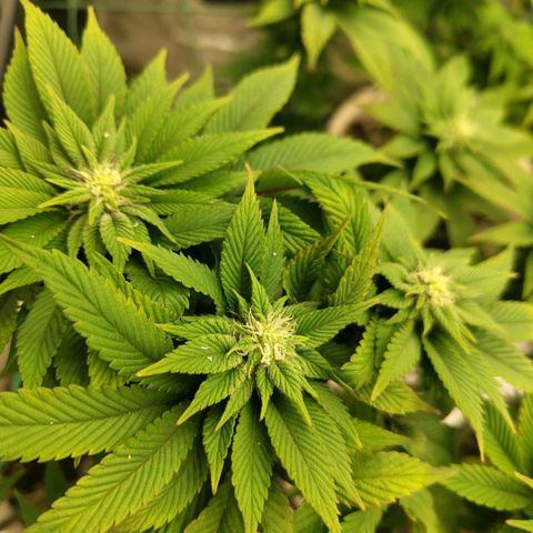 Moby Dick growlog timeline photo